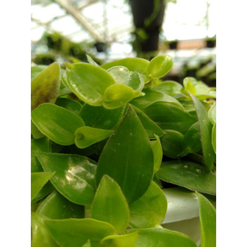 Tanaman hias gantung Air mata janda