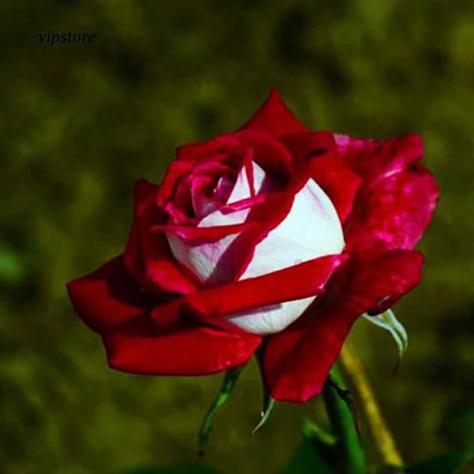 Gambar Bunga  Mawar  Merah  Dan Putih  Gambar Bagian Tumbuhan
