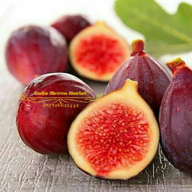 Bibit Buah Tin Sudah Berbuah Ind