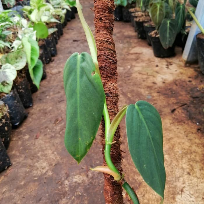 Jual tanaman hias philodendron gigas _ - tanaman hias