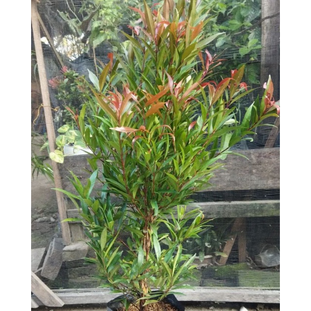 { BISA COD } TANAMAN PUCUK MERAH TINGGI 1 METER POHON PUCUK MERAH 1 METER