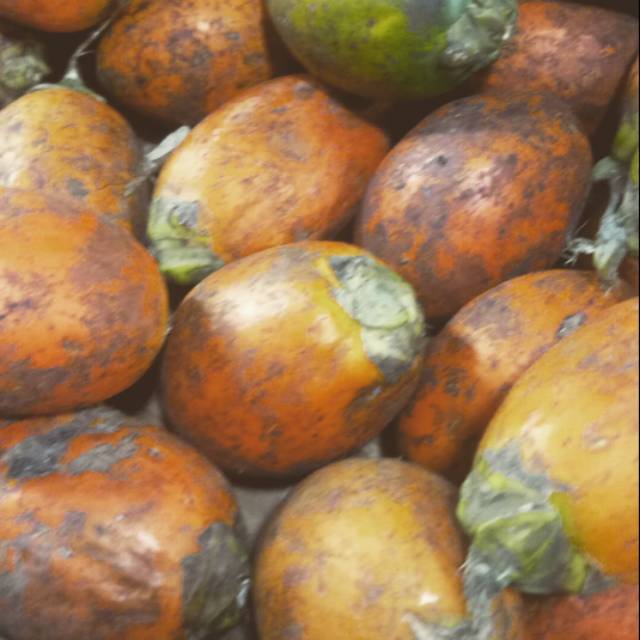 

Pinang Biasa
