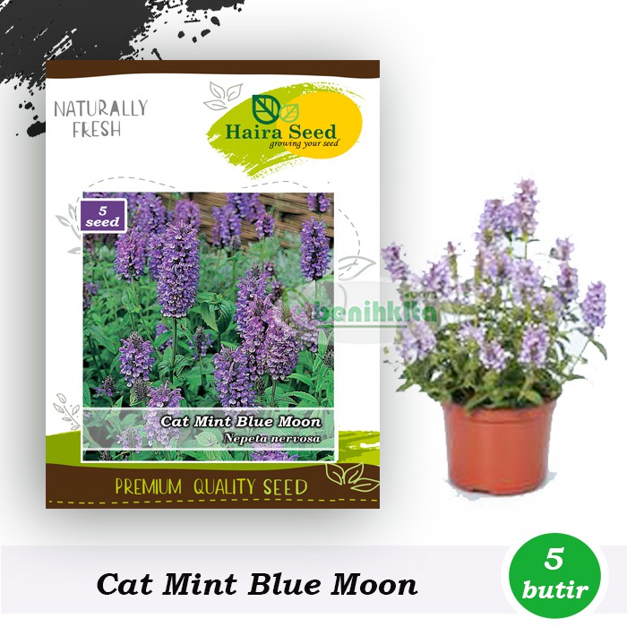 Benih-Bibit Catmint Blue Moon (Haira Seed)