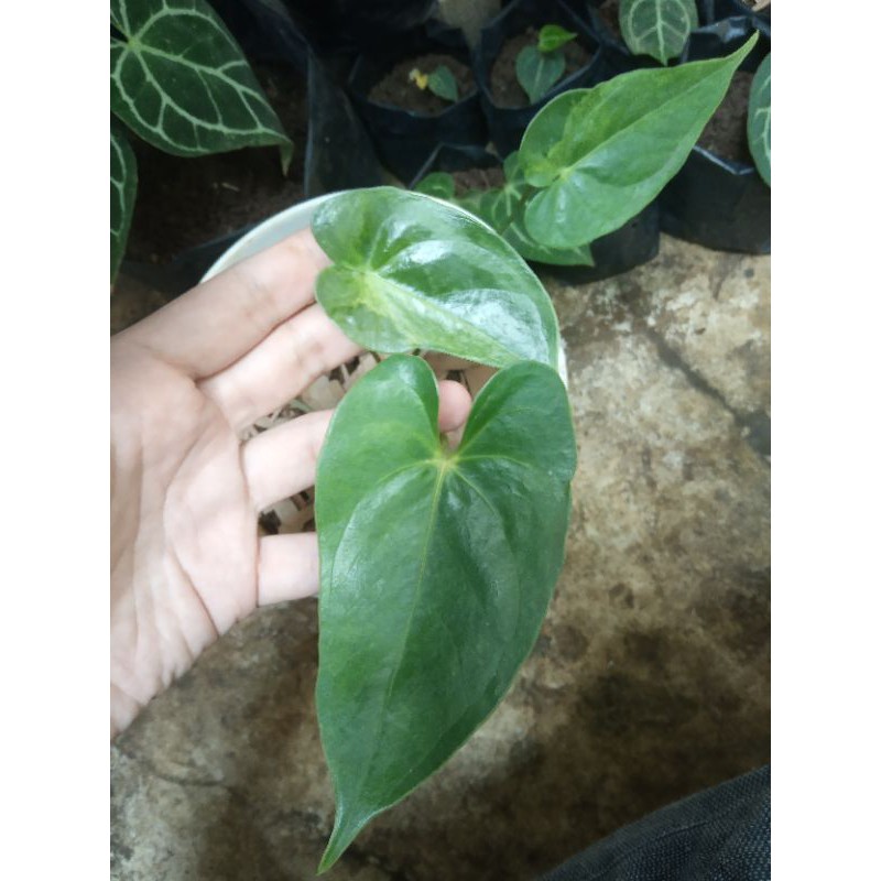 Anthurium Andraeanum Variegata /Anthurium Bunga "mickey mouse" varigata /Tanaman Hias Koleksi