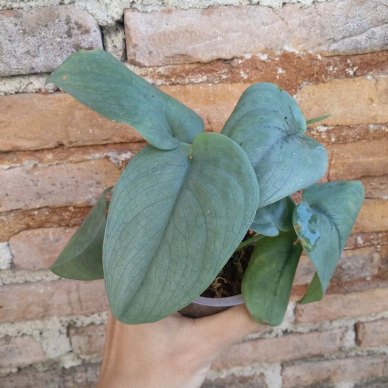 Scindapsus Silver Hero