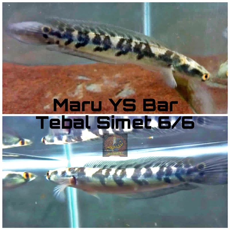 Ikan Channa Maru Yellow Sentarum Bar Simet 6/6 atau 5/5 Nilai Sendiri Chana YS Bahan Proges Size 20 