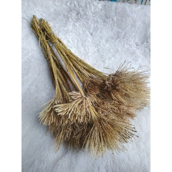 

BUNGA MADUSA rustic bunga kering
