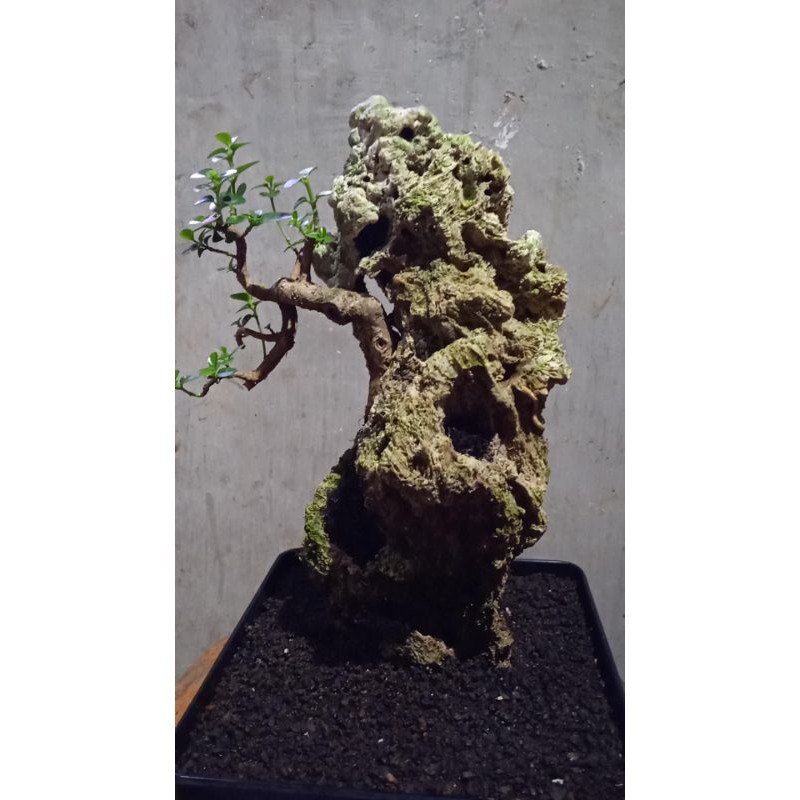 bonsai sancang penjing