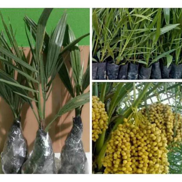 XNA BIBIT KURMA KL 1 THAILAND -BIBIR KORMA KL 1-POHON KURMA KL 1