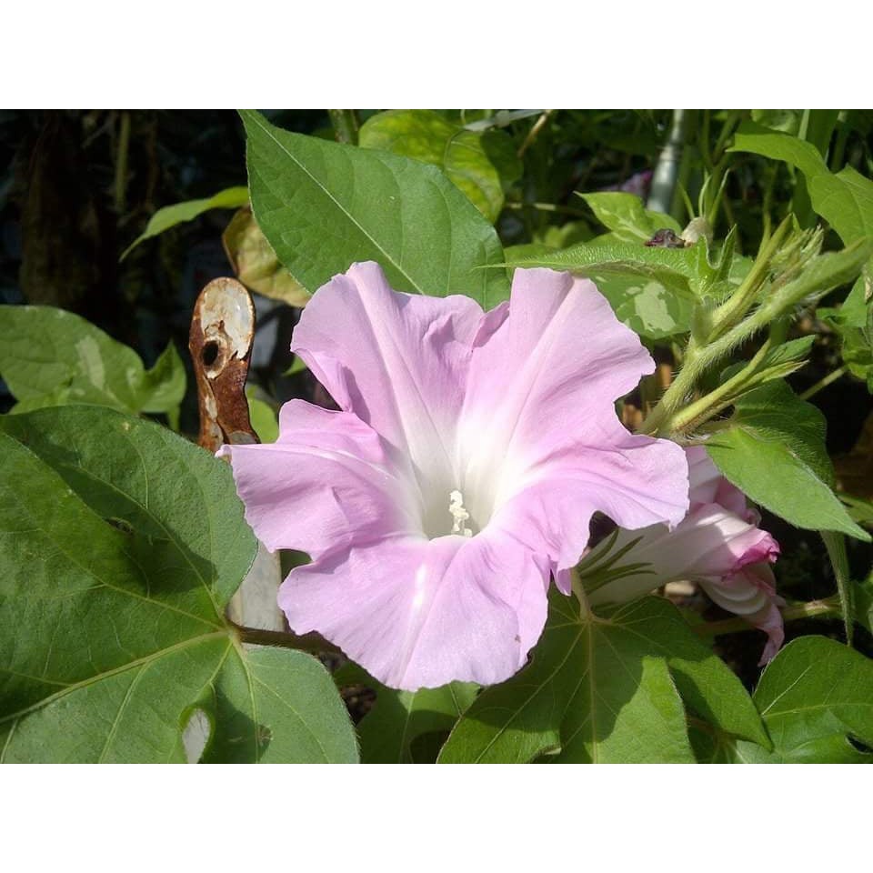 Benih Bibit Biji - Japanese Morning Glory Kawaii Light Pink Flower Seeds