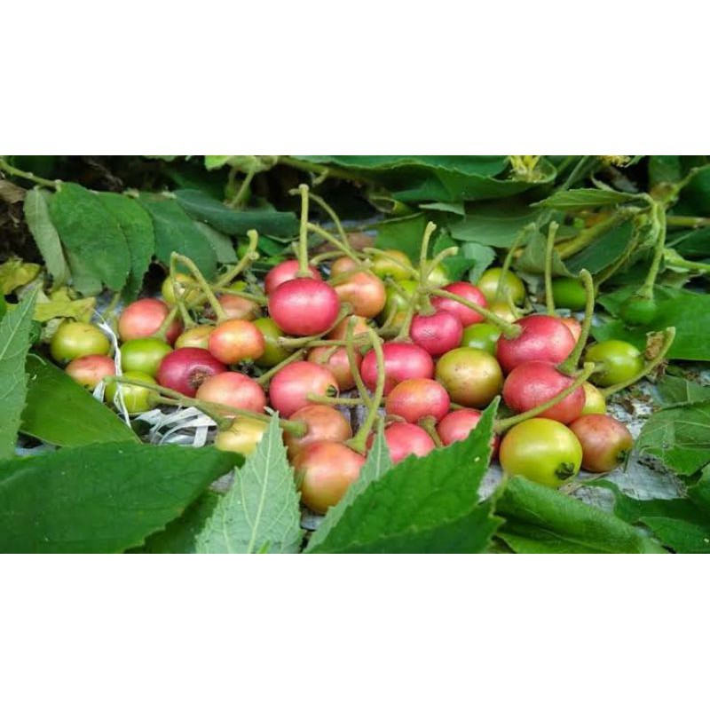 Buah Kersen - Buah Ceri Termurah - Obat Asam Urat