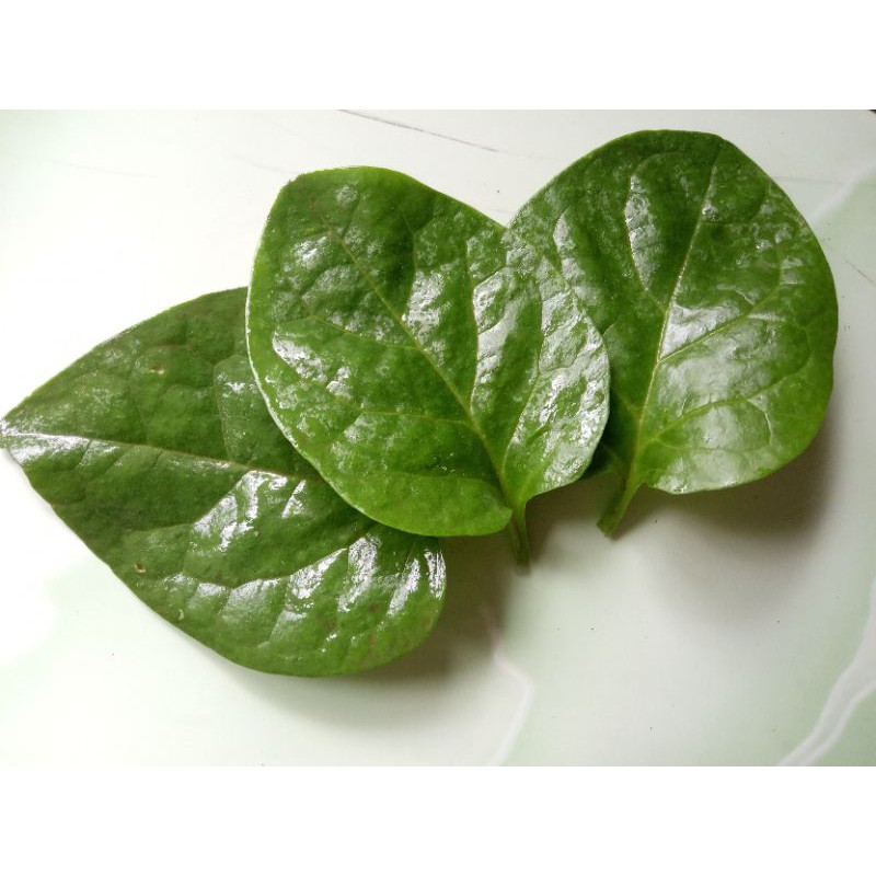 

Daun binahong segar