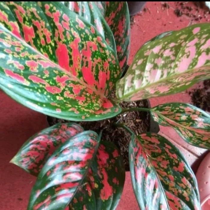tanaman hias aglonema venus-aglonema venus