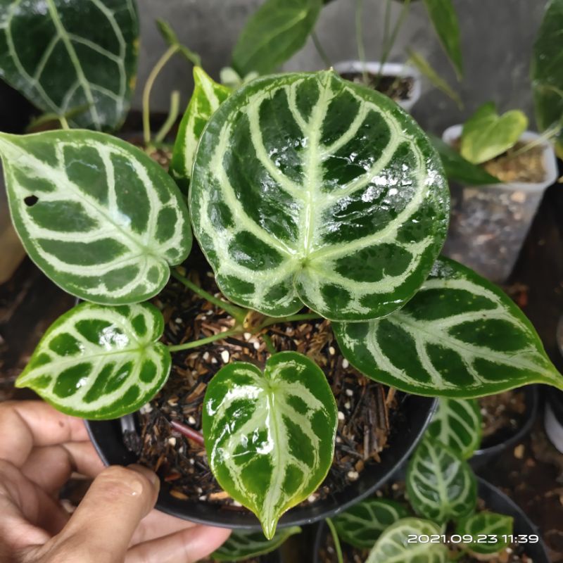 Anthurium Crystallinum / Kuping Gajah 'Dorayaki'
