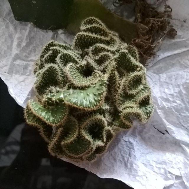 Kaktus Panda 5pcs/150k