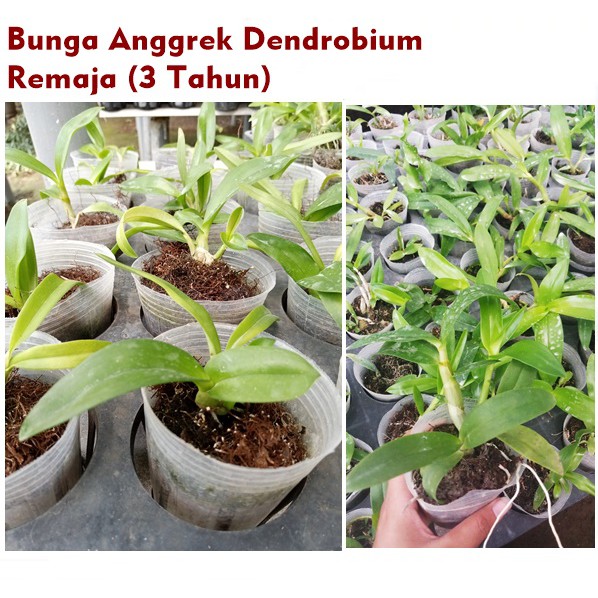 Bibit Anggrek Bulan Dendrobium Remaja