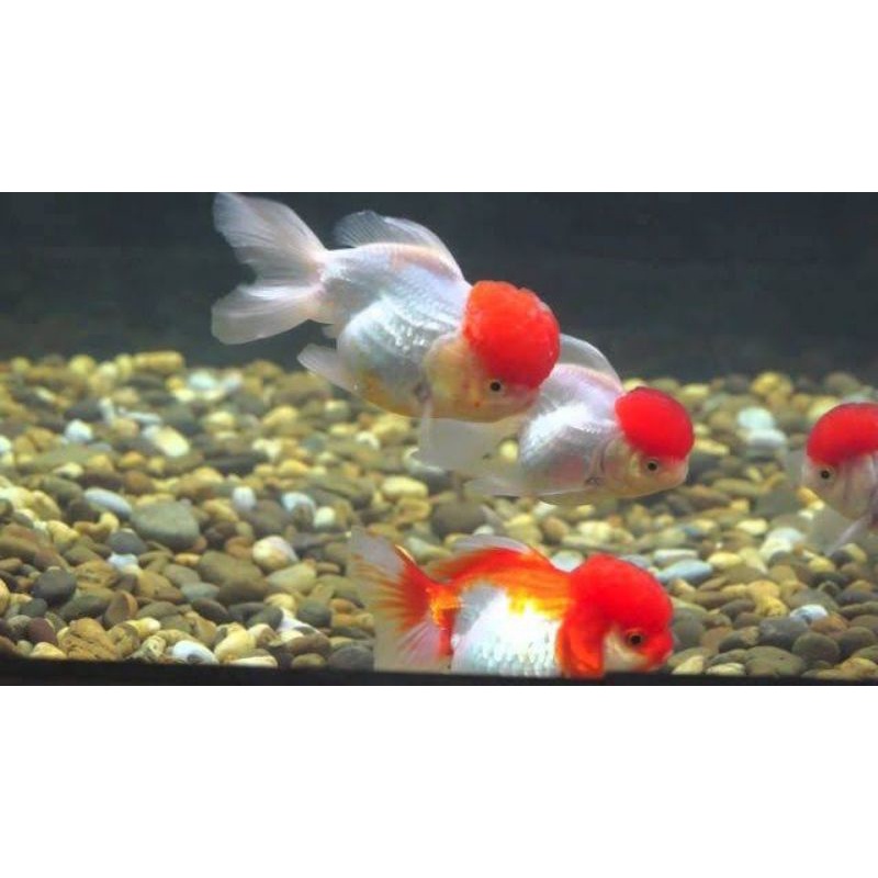 ikan mas koki oranda thanco ukuran 8-10cm