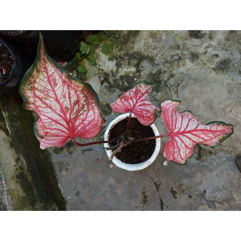 

Keladi Red Worthon