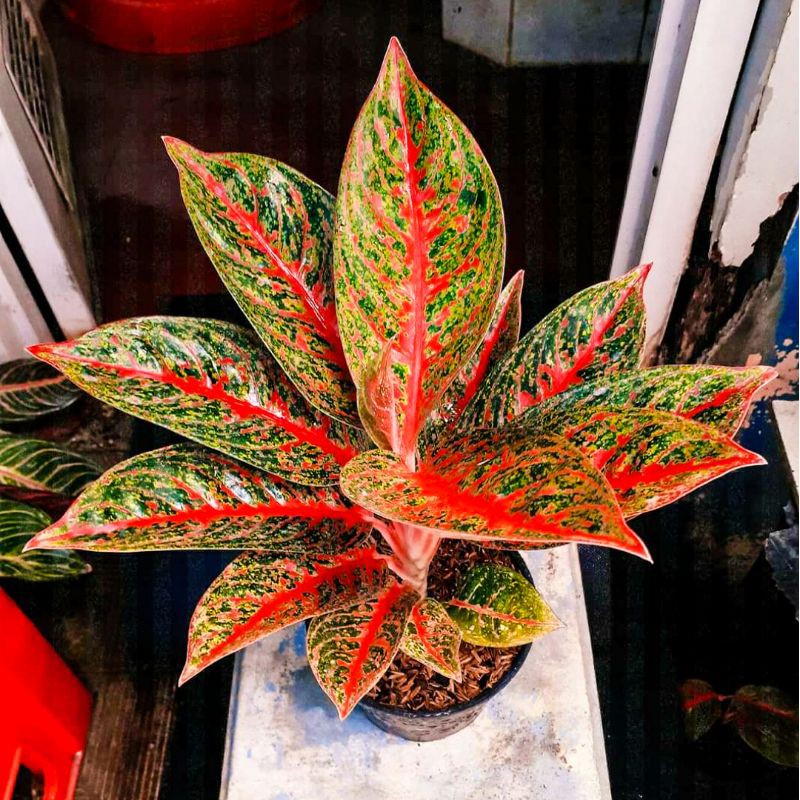 Aglonema Hot Lady Tanaman Hias Bunga Aglaonema Murah Merah BUKAN bonggol bibit