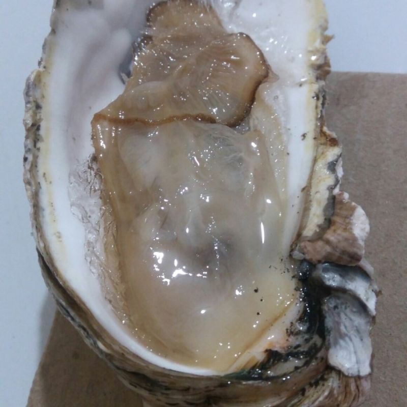 kerang tiram oyster hidup