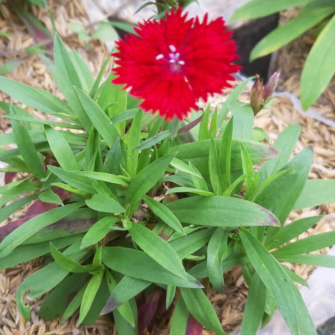 Tanaman Bunga Dianthus Merah / Anyelir Merah (Berbunga) BERGARANSI