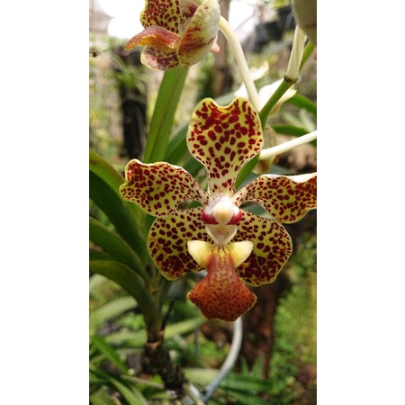 vanda lombokensis