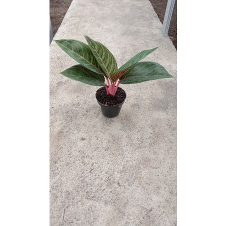 AGLONEMA BLACK TIARA