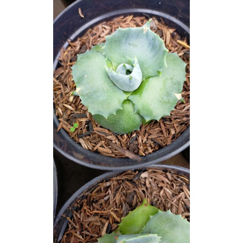 

agave haisirazin