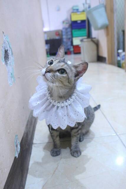 Kalung renda mutiara putih untuk kucing dan anjing / aksesoris hewan murah size adult kitten