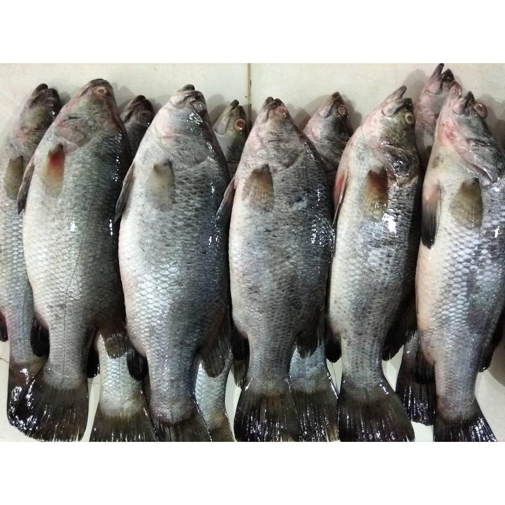 

Ikan Kakap Putih Segar/Fresh Murah