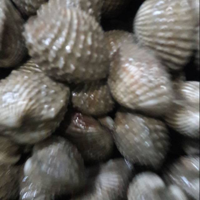 

Kerang Dara Hidup/Live 1kg