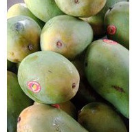 

Mangga Harum Manis, Indramayu
