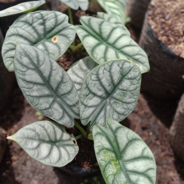 Alocasia Silver Keladi Silver Shopee Indonesia