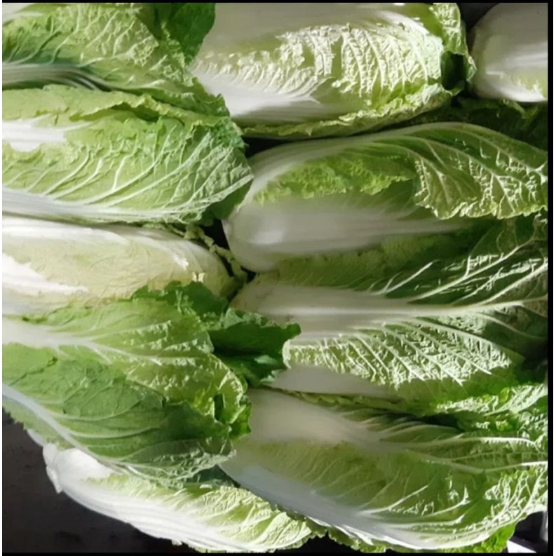 

Sayur sawi putih segar by surga kebutuhan ku Chinese cabbage fresh