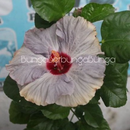 bibit bunga sepatu hibiscus import langka JLR - tanaman hias
