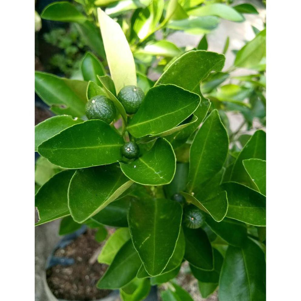 U* Sudah Berbuah Bibit Tanaman Buah Jeruk Kip - Lemon Cui - Kasturi - Jeruk Kunci - Kitna Songkit