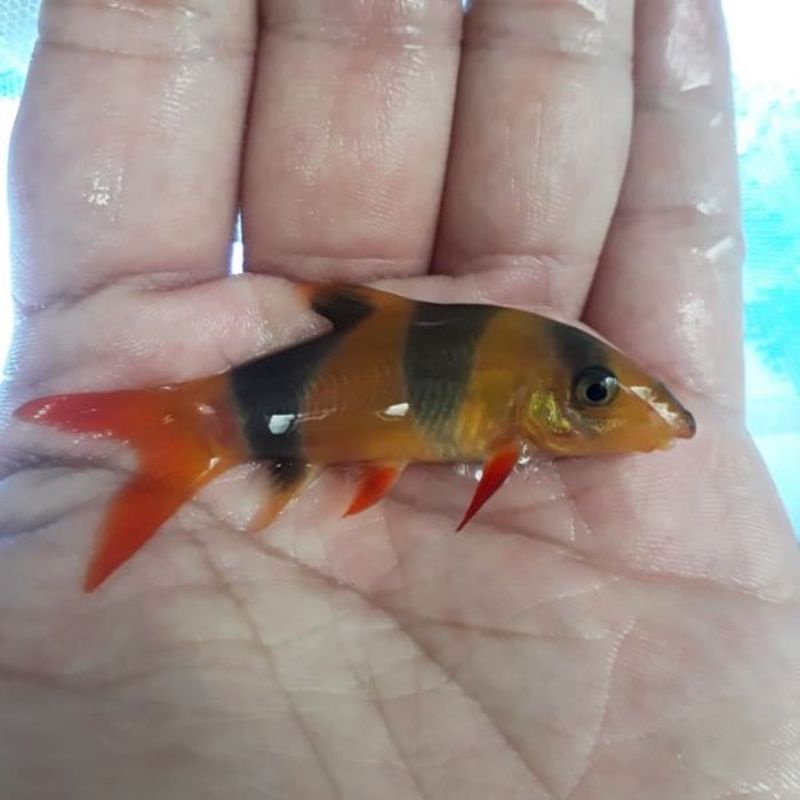 Botia kalimantan aquascape