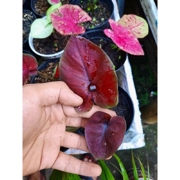 CALADIUM HYBRID DOUBLE LEAF (daun ganda)