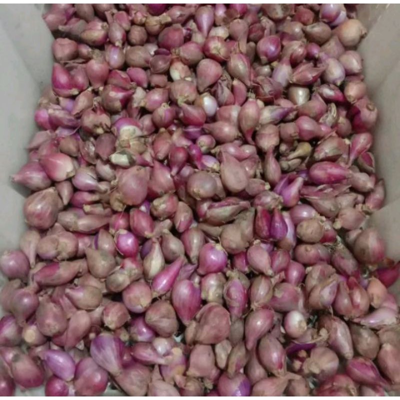 

BAWANG MERAH CAMPURAN BESAR KECIL
