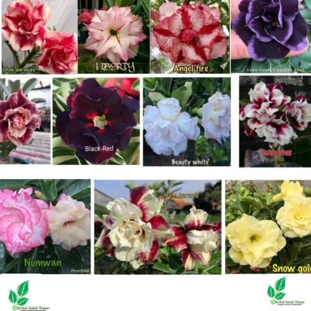 Tanaman hias hidup adenium obesum varian - hiasan taman bunga hidup