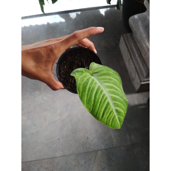 Xanthosoma Lindenii / Phyllotaennium Lindenii