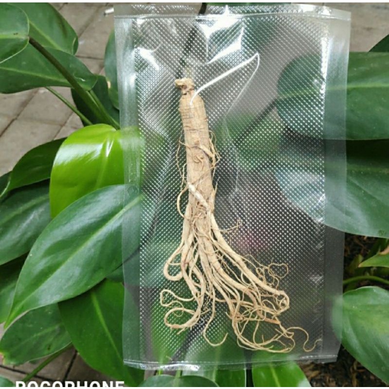 

Ginseng Buat Rendaman Perbatang