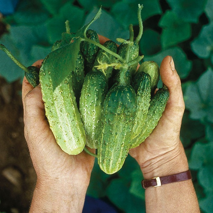 10 Northern Pickling Organic Cucumber Seed
