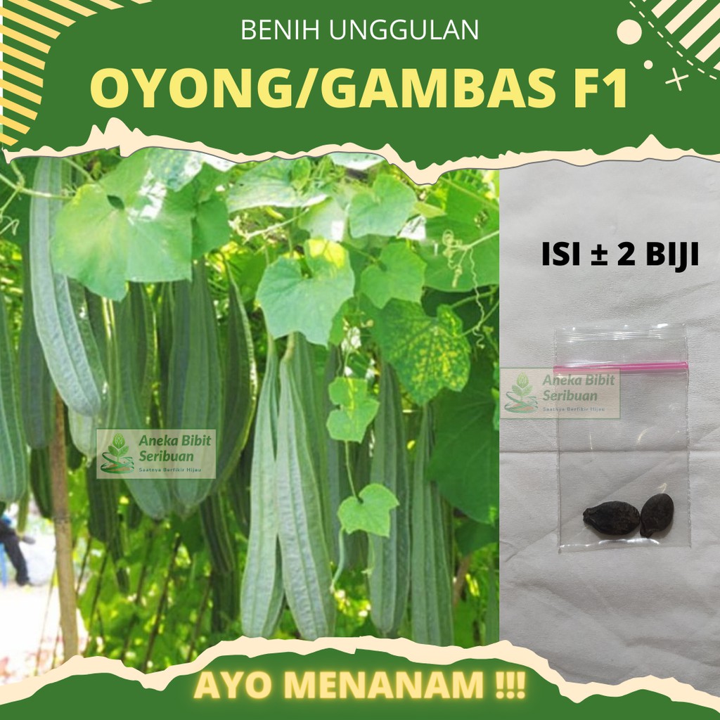 2 Benih Oyong / Gambas Hibrida F1 Grandia Sayuran Rambat Gambas Unggul - Bibit Tanaman Sayur Seribuan