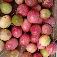 

Buah Markisa Merah 1kg