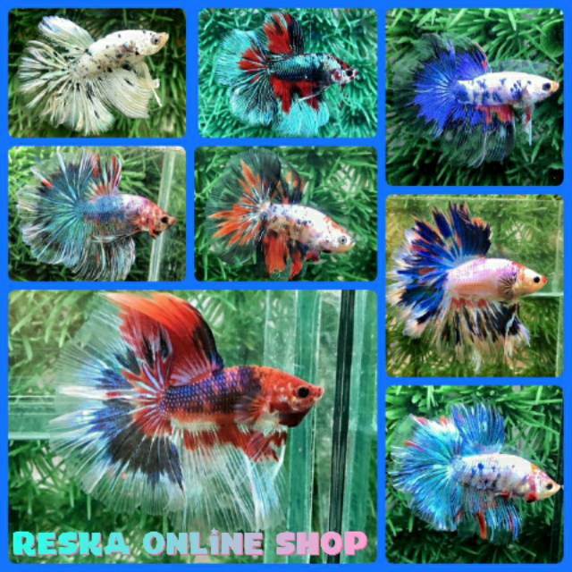 Ikan Cupang Halfmoon Koi Fancy Marble Galaxi Male Size ( L ) Indukan Top Grade