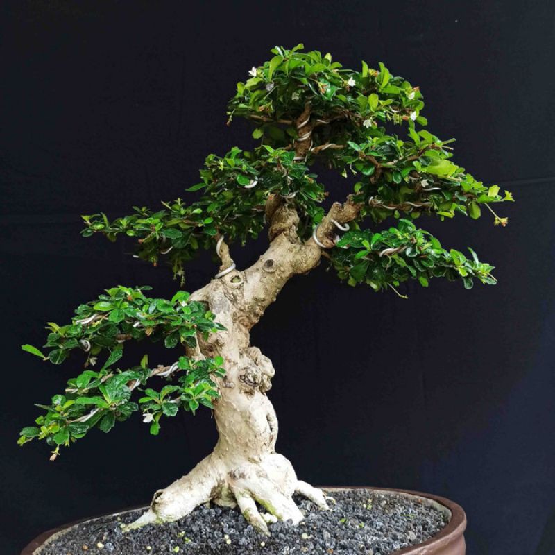 Bonsai Hokiantea Carmona Retusa Import Bunga Prospek
