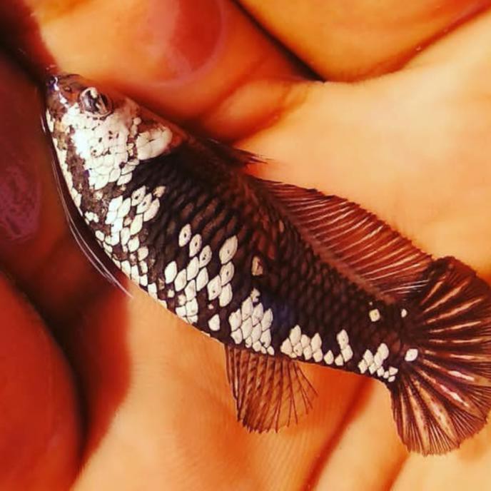 Terbaru Cupang Hias Plakat Betina Black Samurai Mamba Hitam Pekat Full Eggs