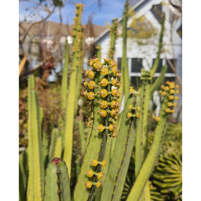 EUPHORBIA HETEROCHROMA / EUPHORBIA / KAKTUS / BIBIT KAKTUS / SUKULEN