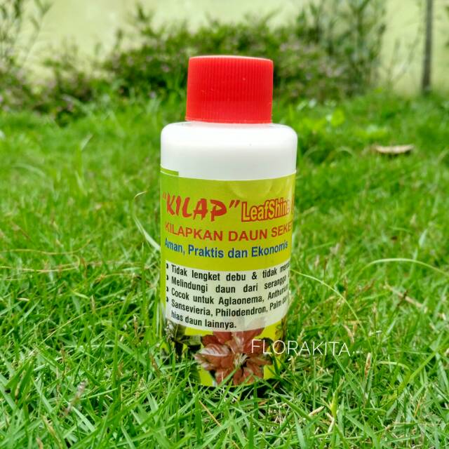 

Kilap daun atau leaf shine